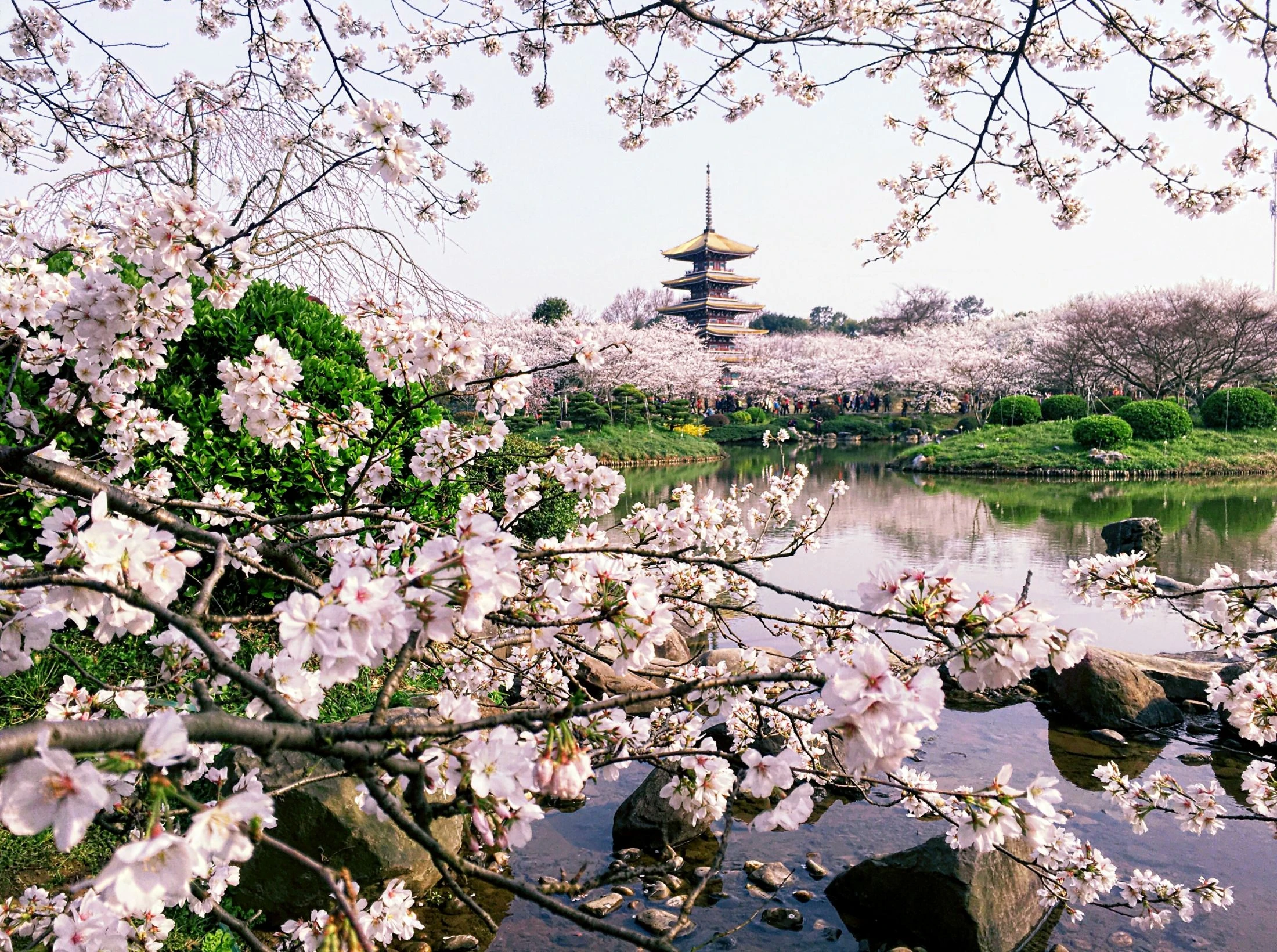 晴友讀中：長江三峽~美維凱旋號-6樓行政套房.湖北雙花賞10日