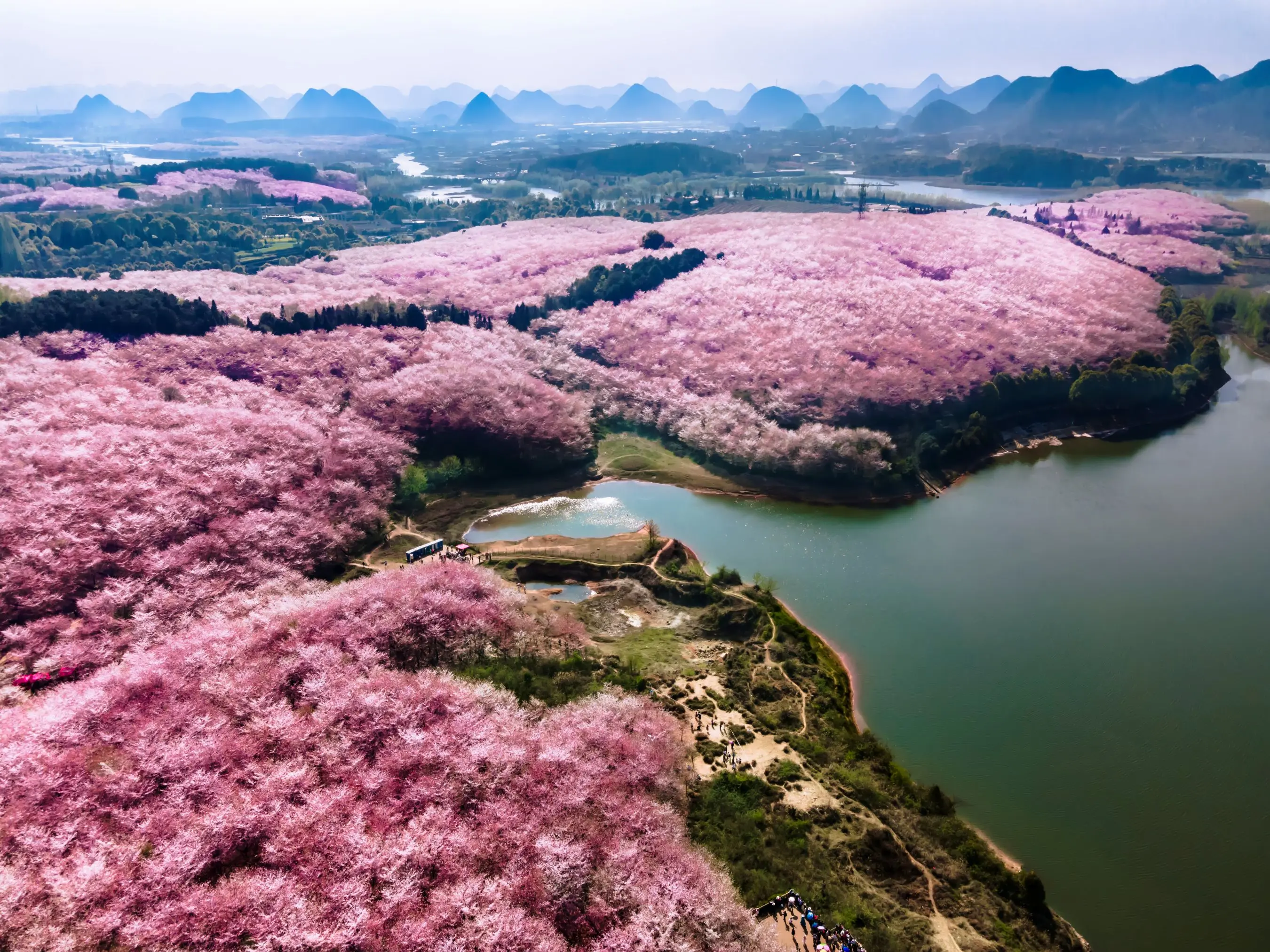 晴友讀中：貴州奇峰碧水-羅平油菜花+平壩賞櫻花10日(高雄出發)
