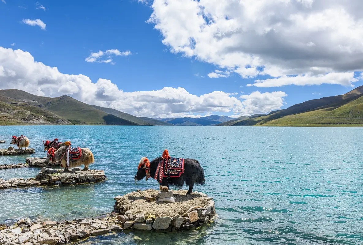 羊卓雍錯