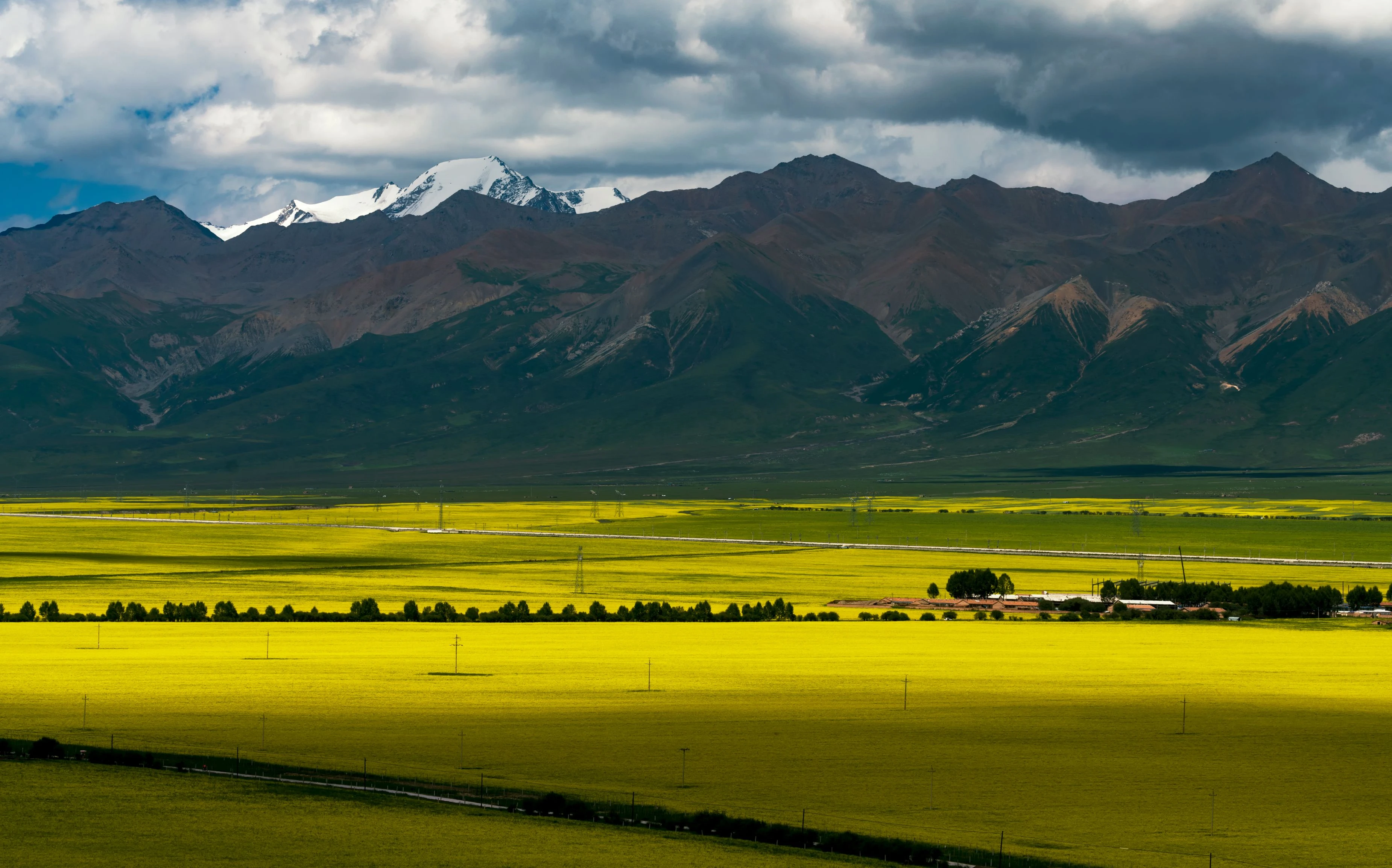 門源百里油菜花海