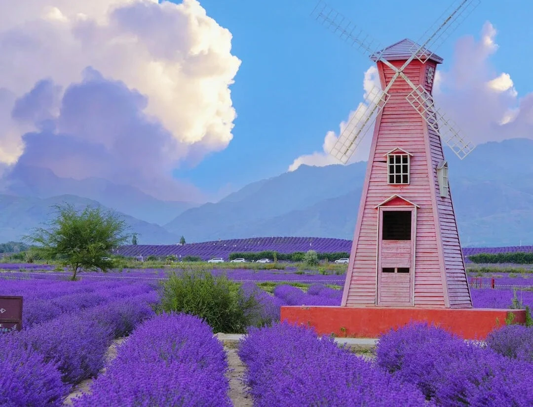 天山花海景區