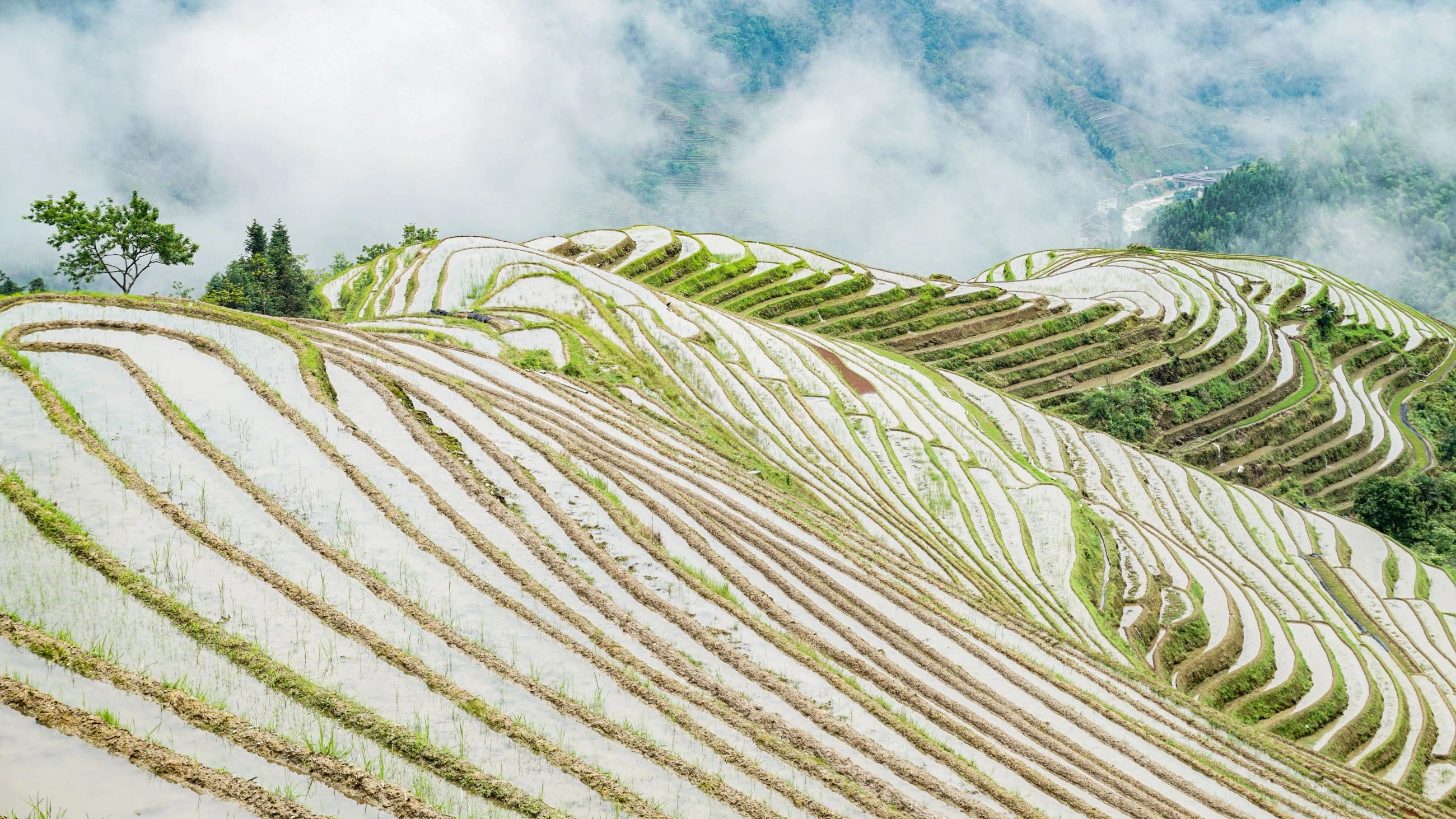 龍脊金坑大寨梯田