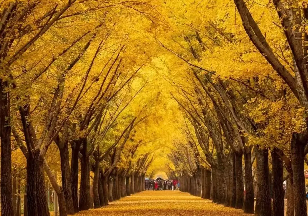邳州銀杏時光隧道