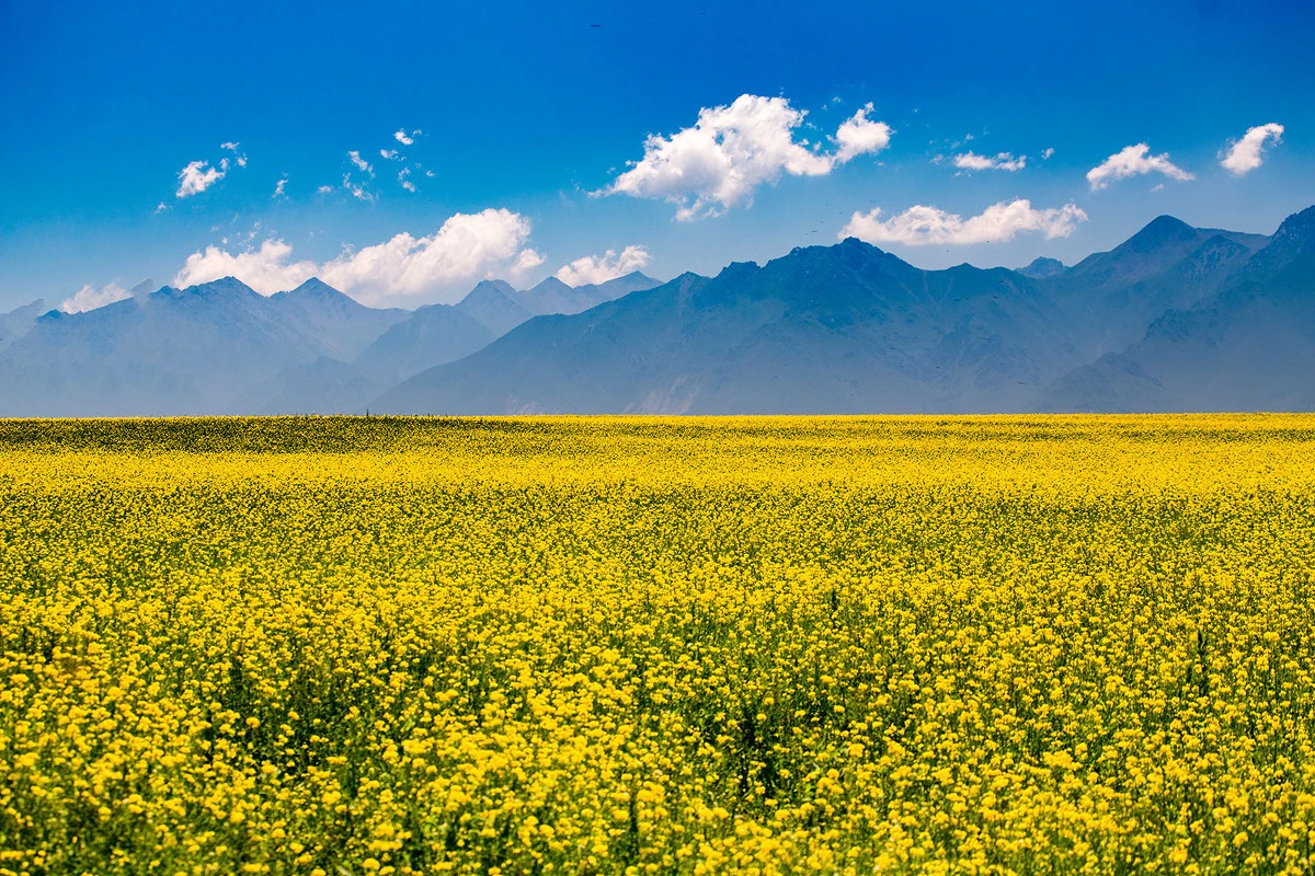 金海雪山油菜花海