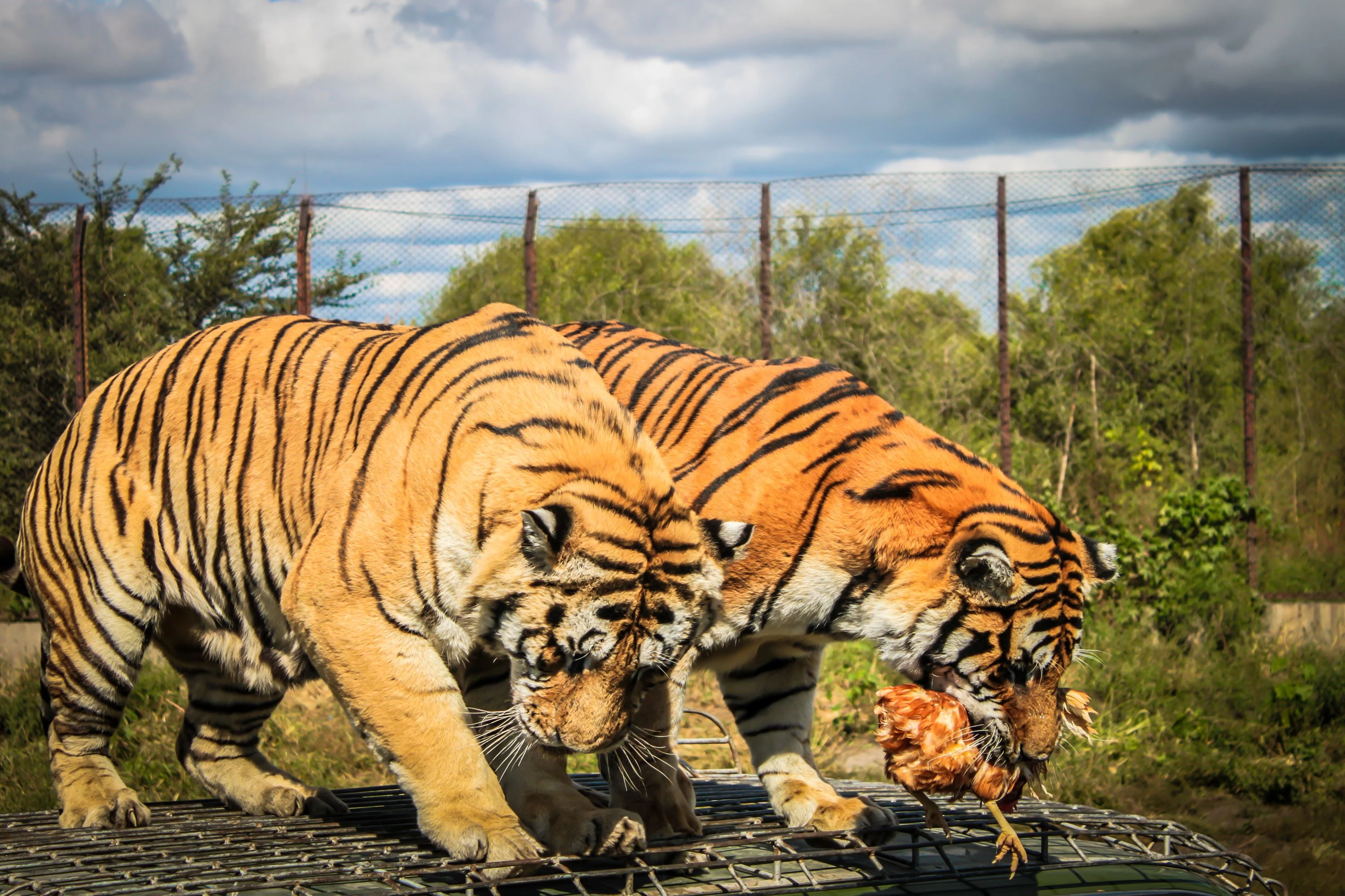 東北虎林園(★乘觀光車遊覽)