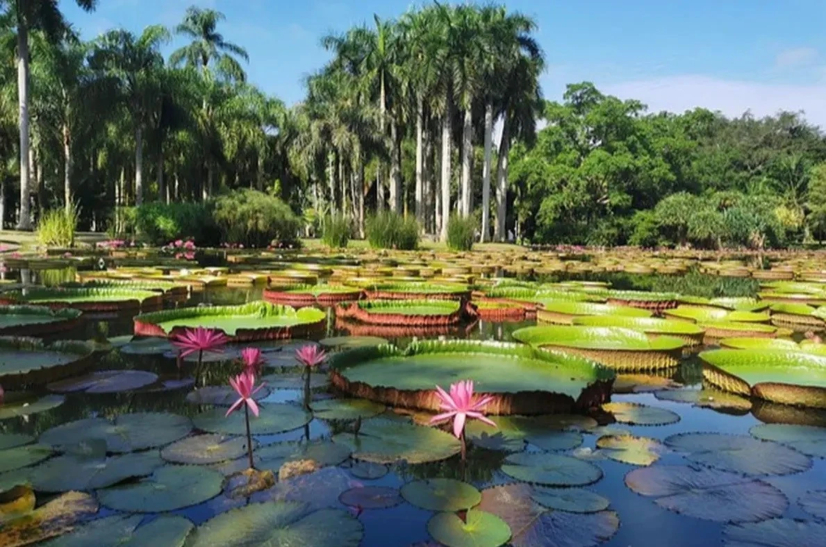 勐侖植物園(含★電瓶車)