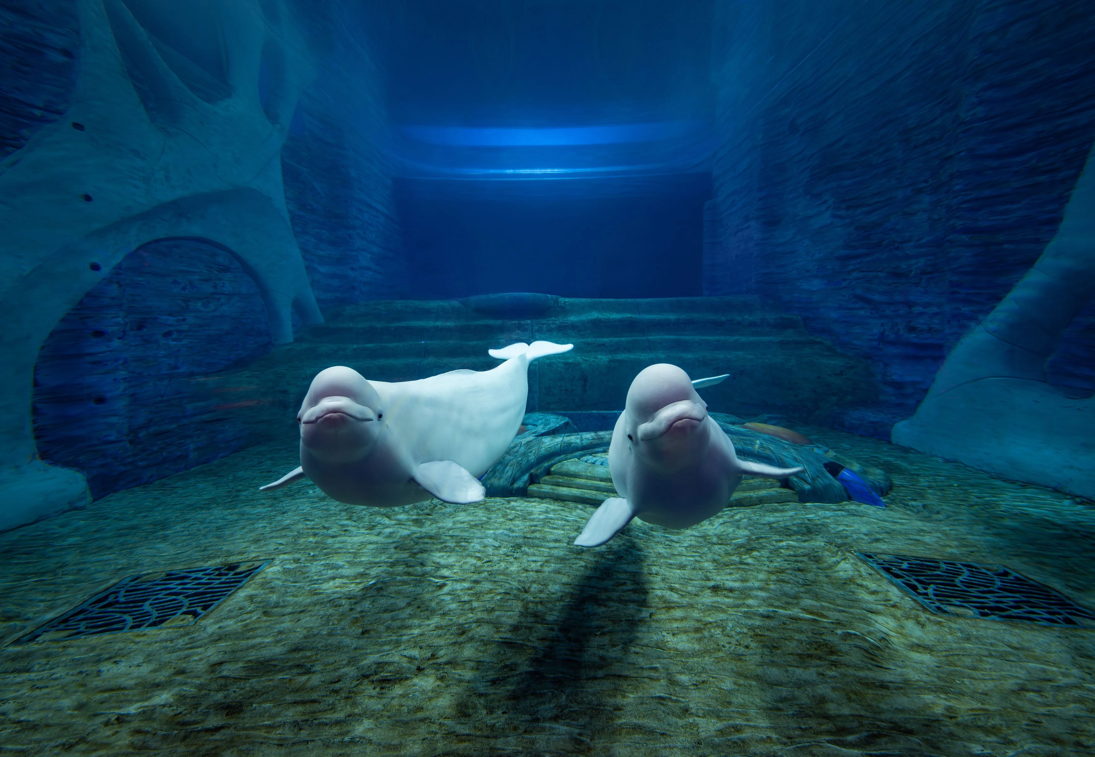 亞特蘭蒂斯失落的空間水族館