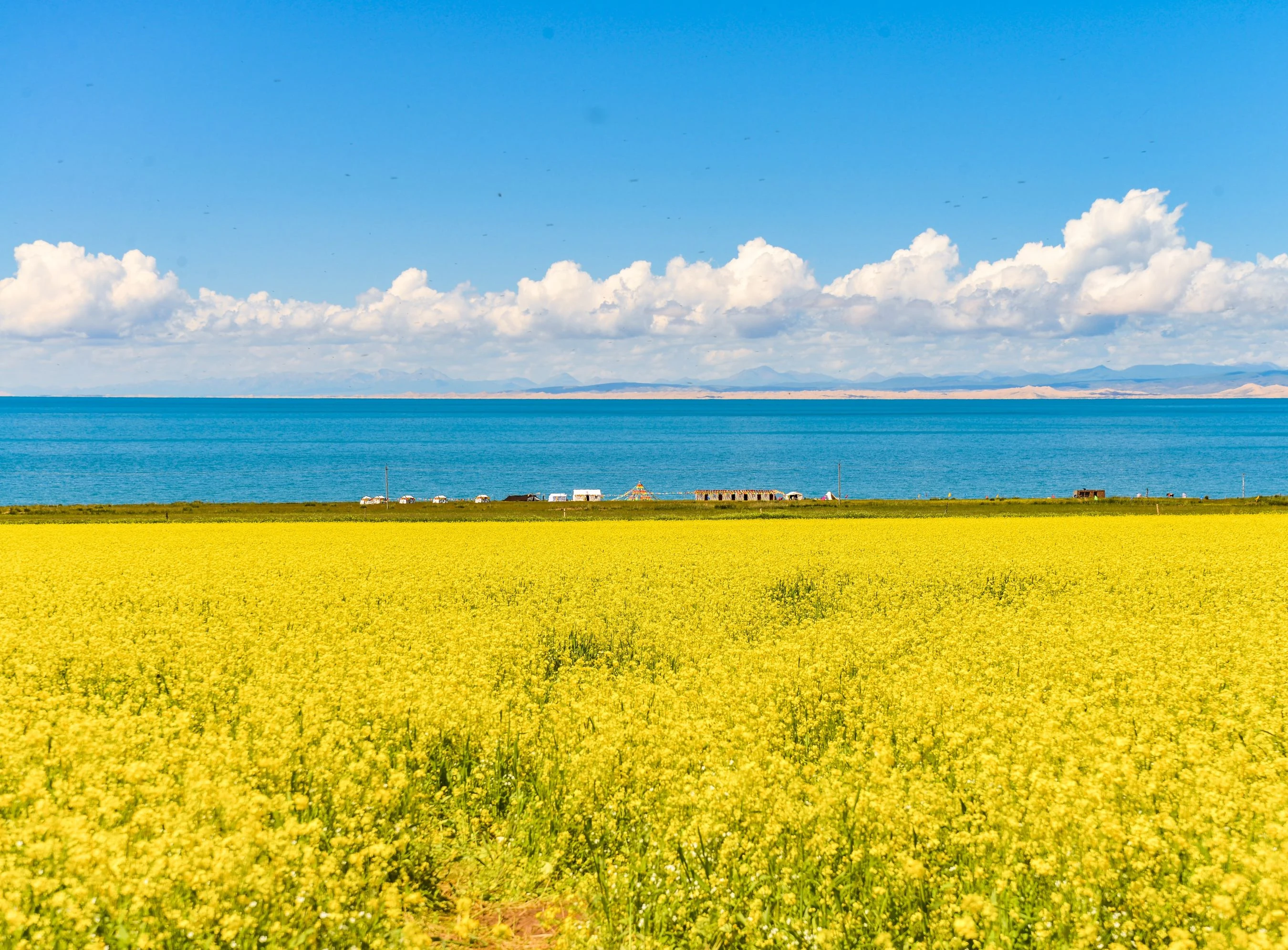 青海湖油菜花季