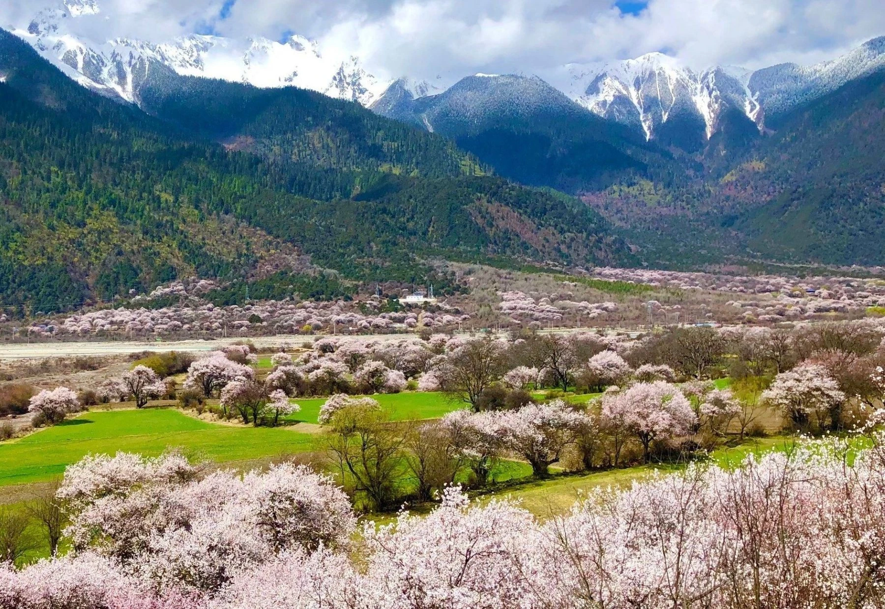 玉許桃花溝(海拔3000米)