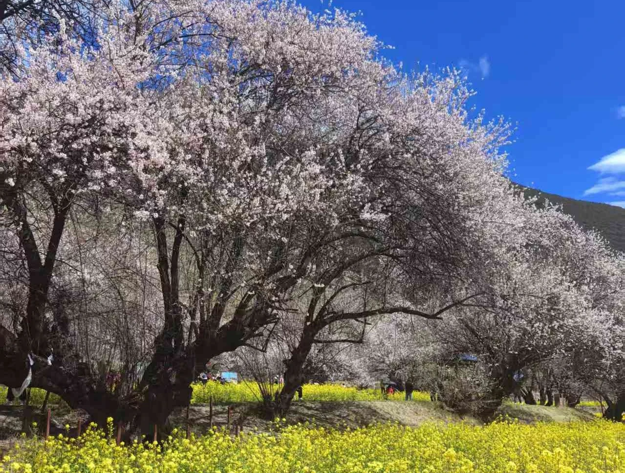 嘎啦桃花村(海拔2900米)
