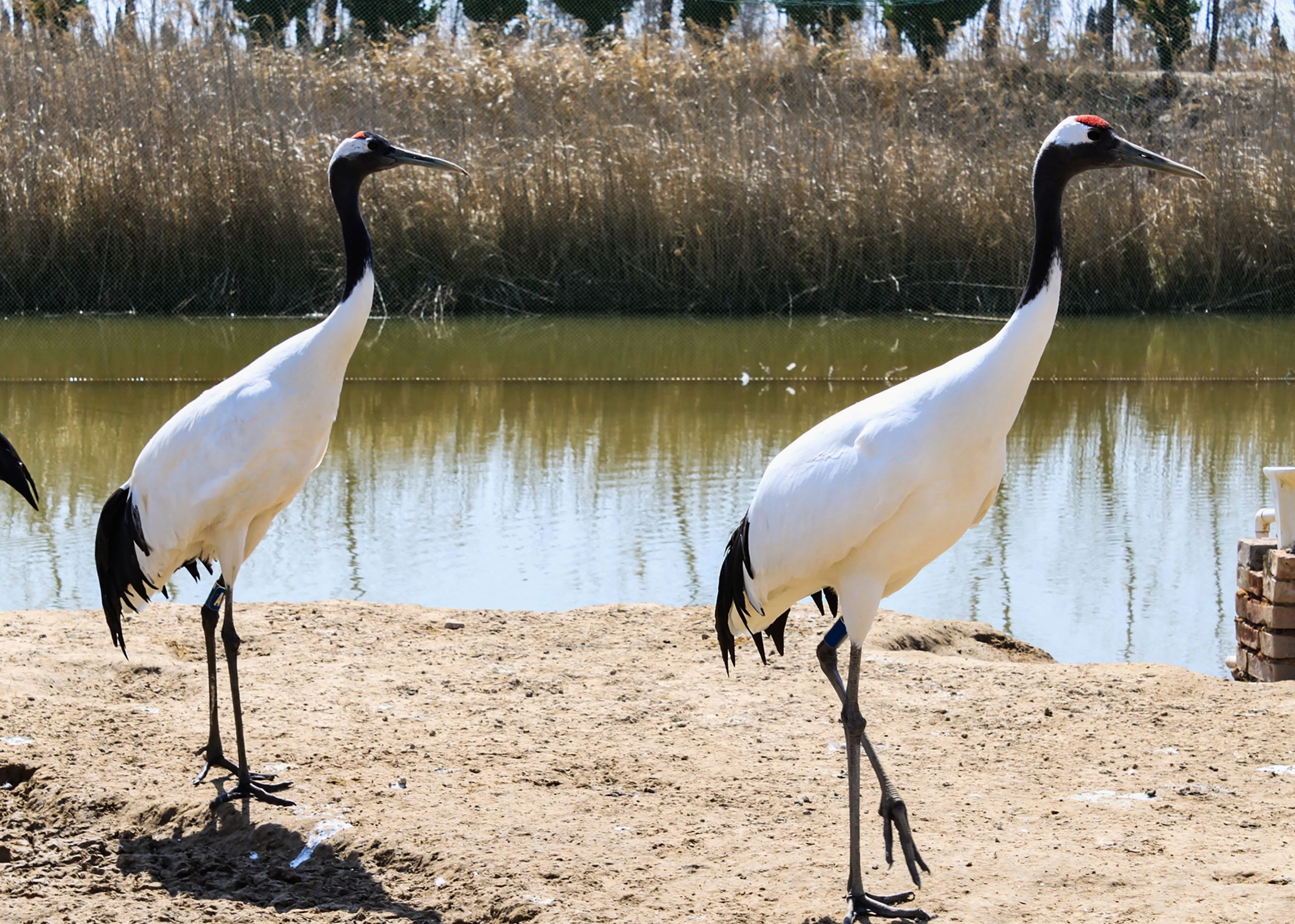 丹頂鶴自然保護區