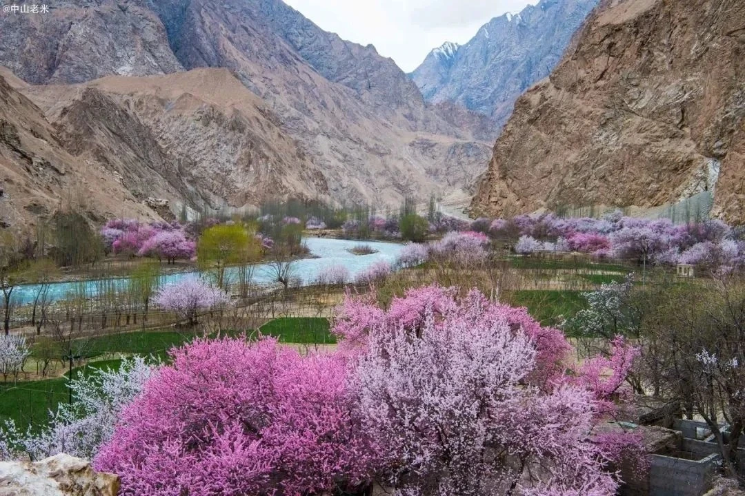 庫科西魯克杏花村