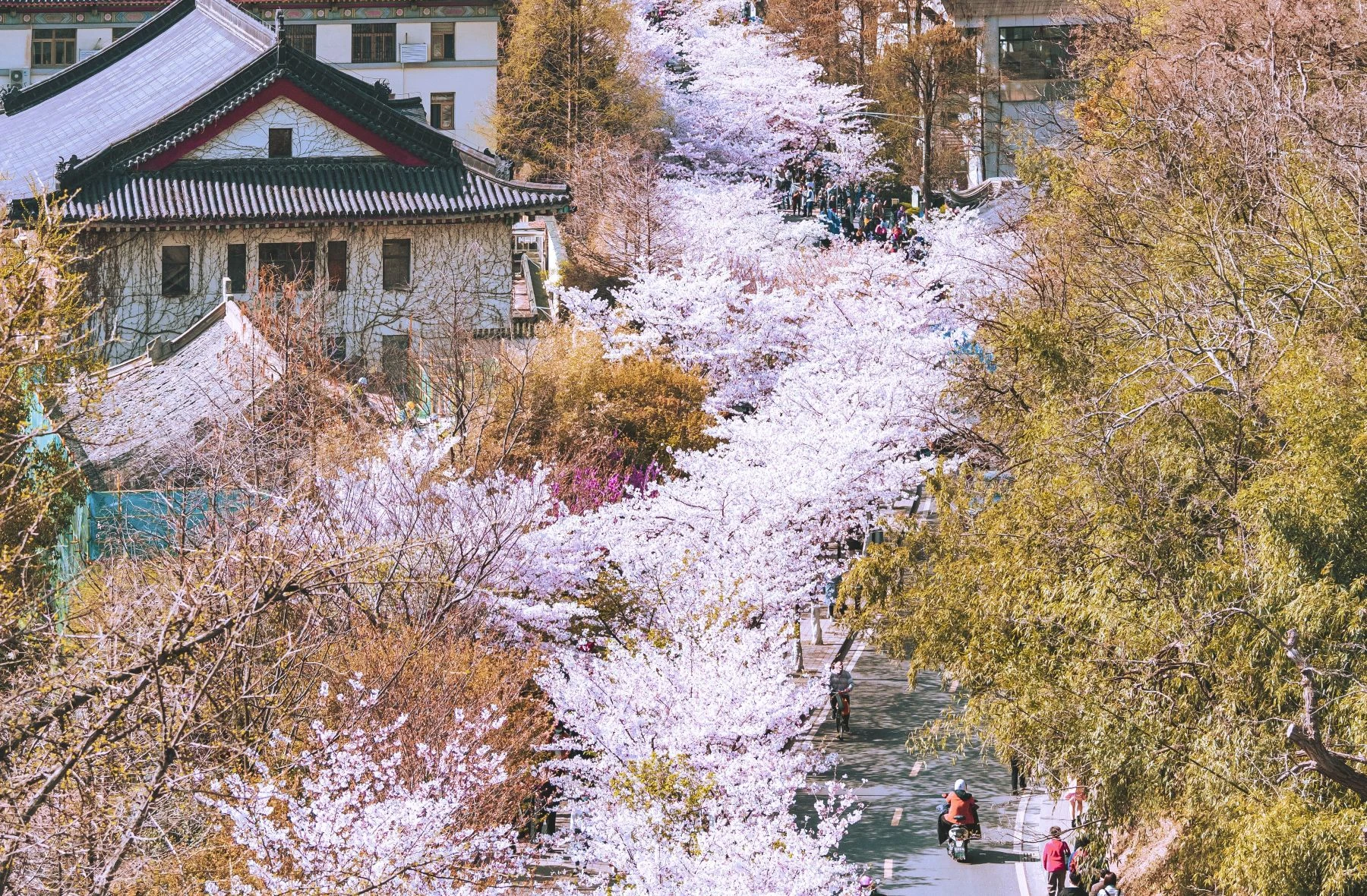 雞鳴寺路櫻花大道