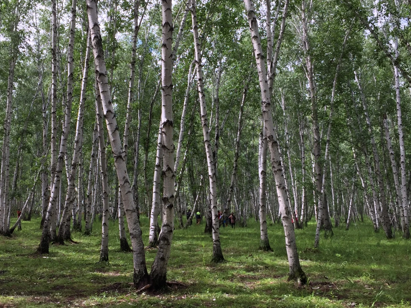 白樺林景區(含★電瓶車)