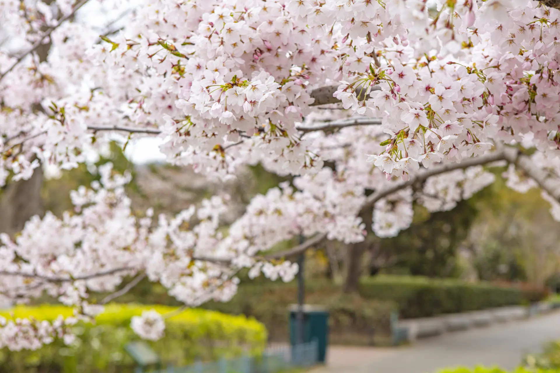 青島中山公園~賞櫻花