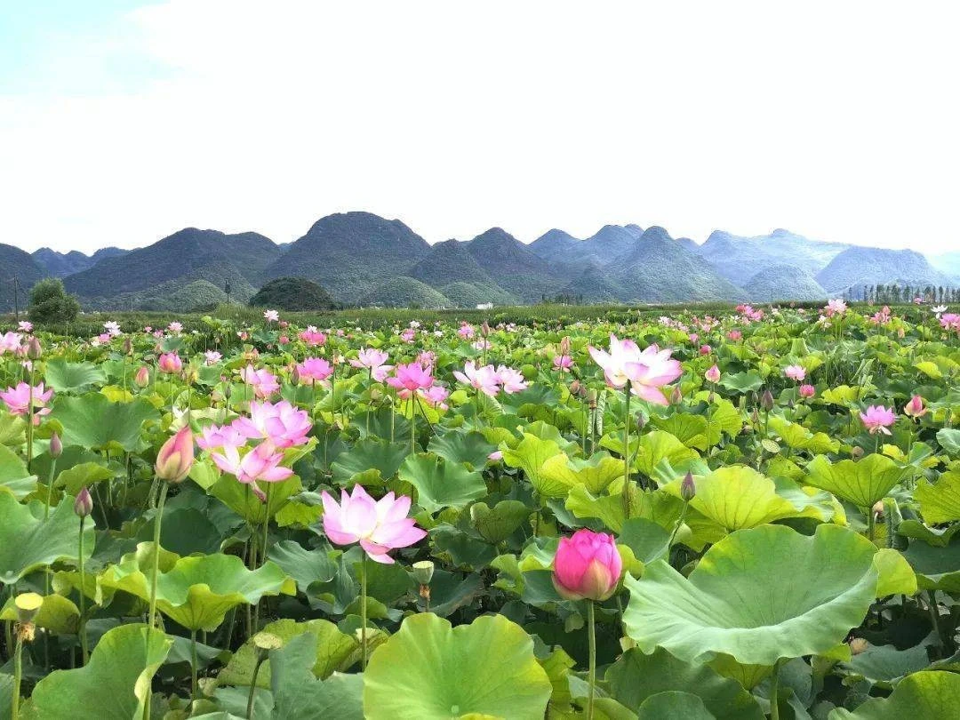 普者黑風景區(荷花季)