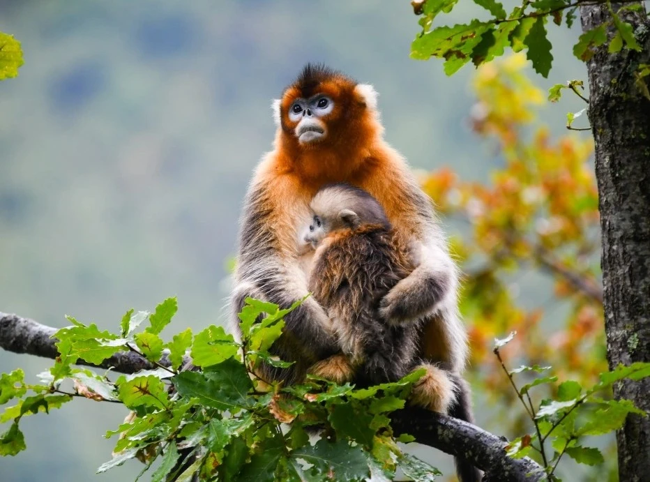 四川白河國家級自然保護區