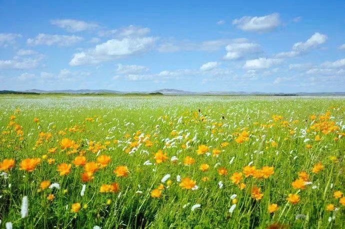 金蓮川草原(含★電瓶車)
