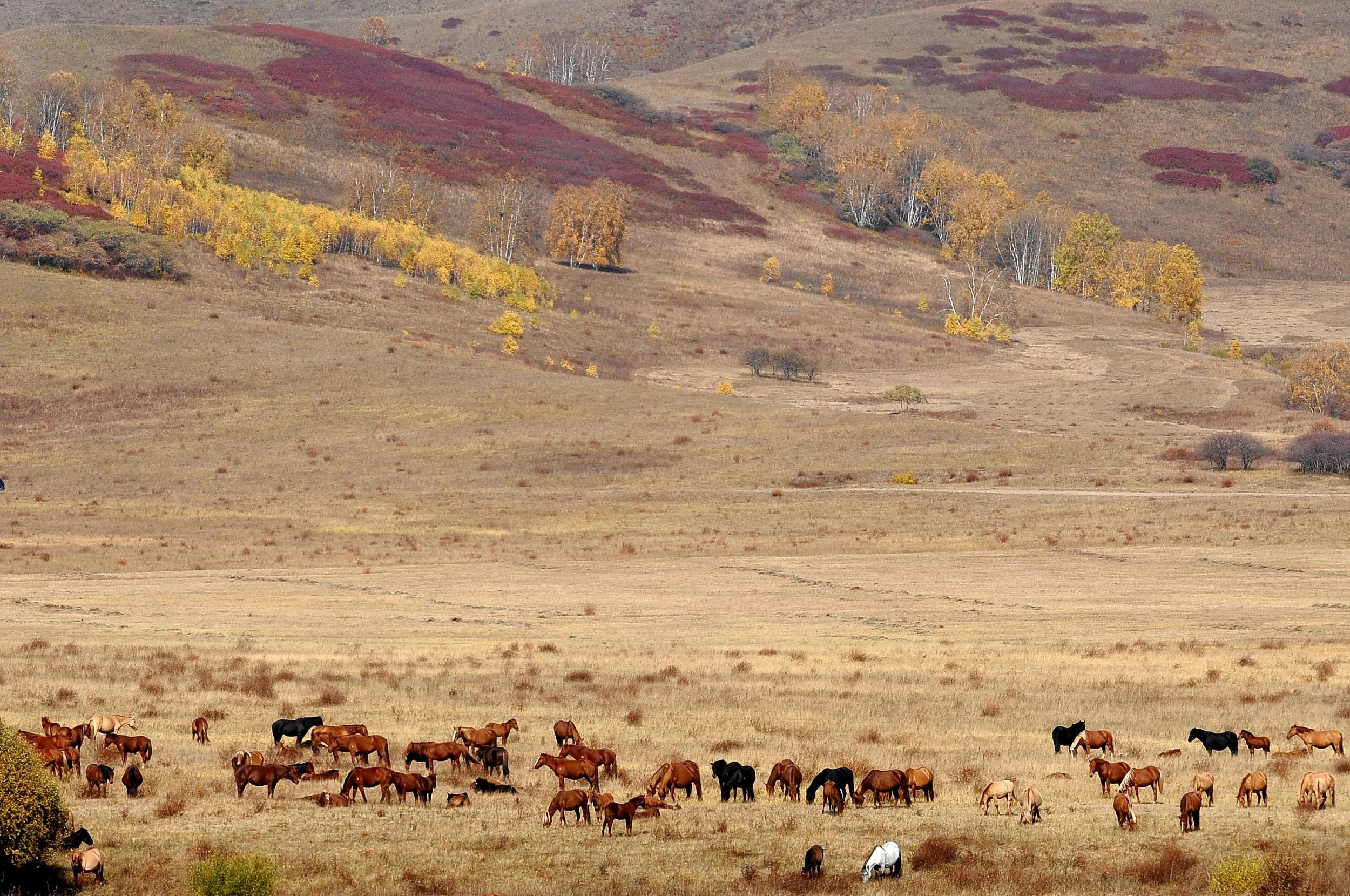 木蘭秋獮(雍正乾隆皇帝狩獵場、含★環保車)