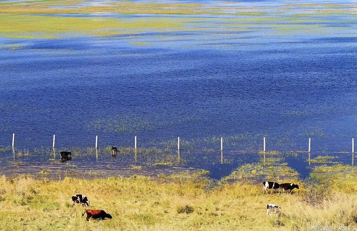 烏蘭布統草原野鴨湖