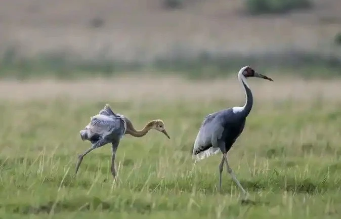 白音敖包國家級自然保護區