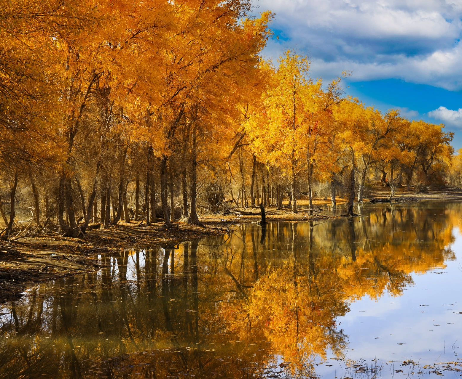 金胡楊國家森林公園