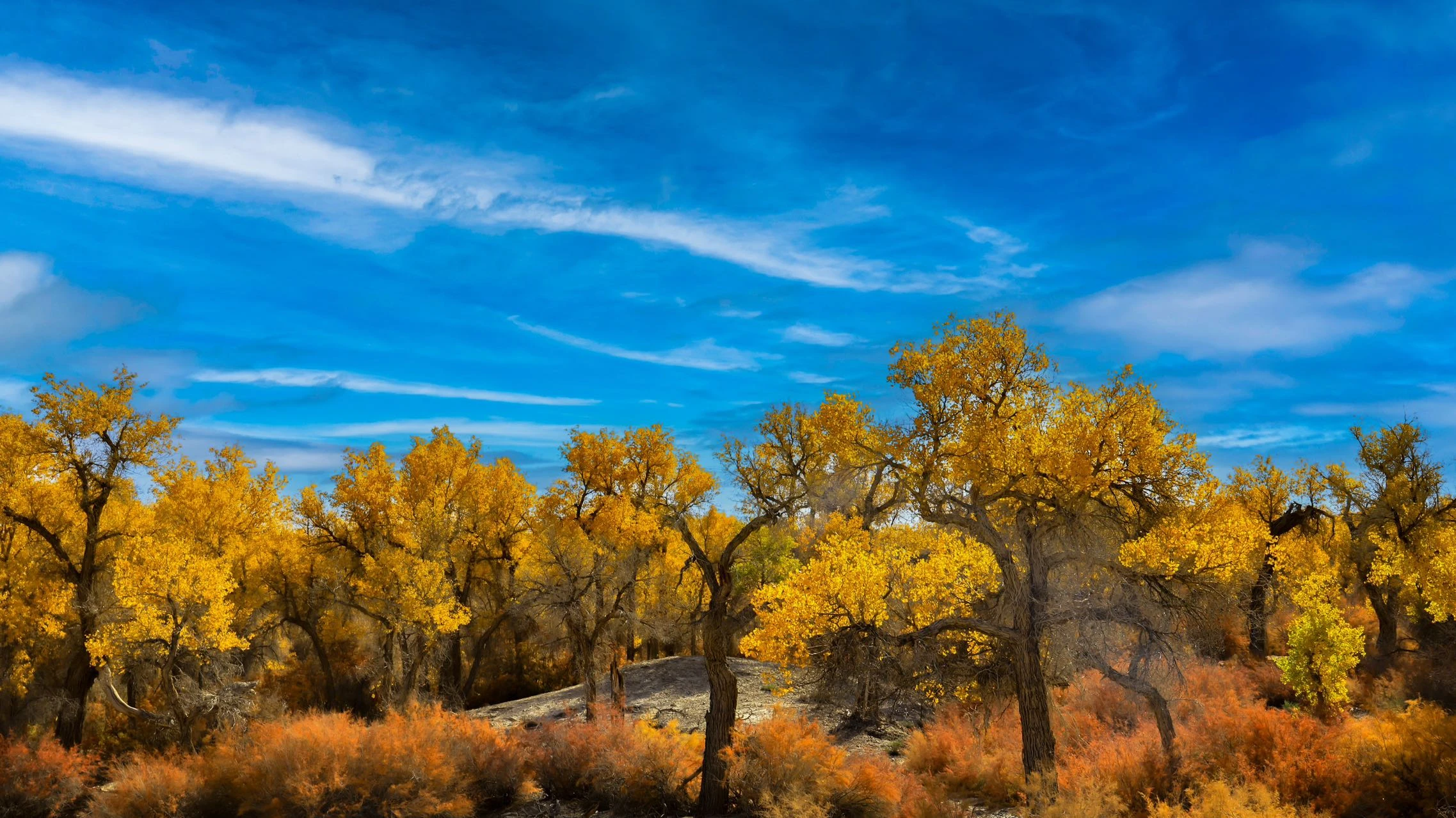 金胡楊國家森林公園秋景