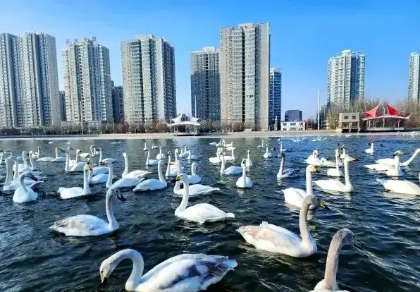 杜鵑河天鵝