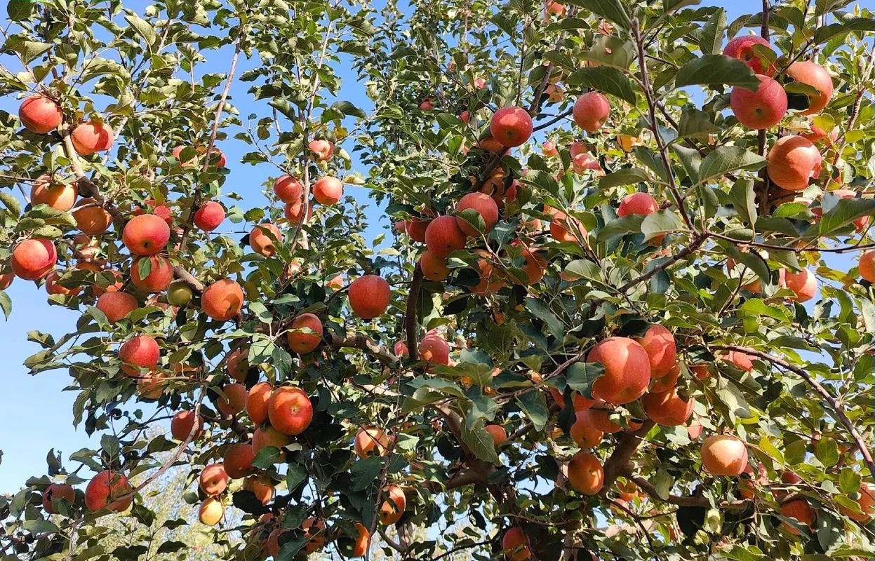 溫素冰糖心蘋果園採摘