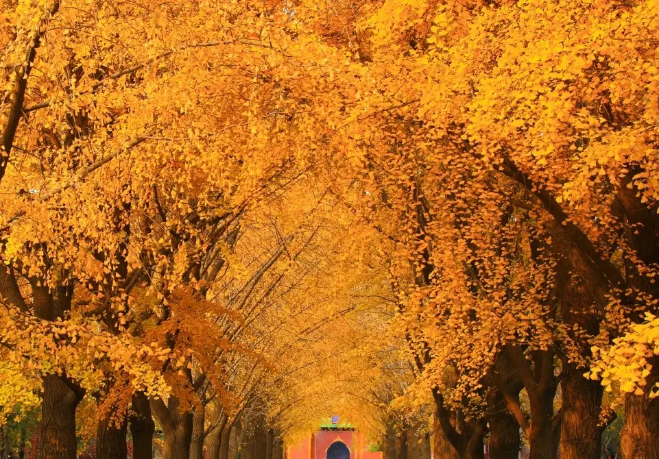 銀杏大道