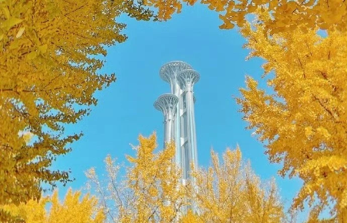 奧林匹克公園-賞銀杏