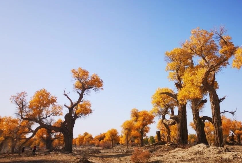 2號沙漠公路胡楊林
