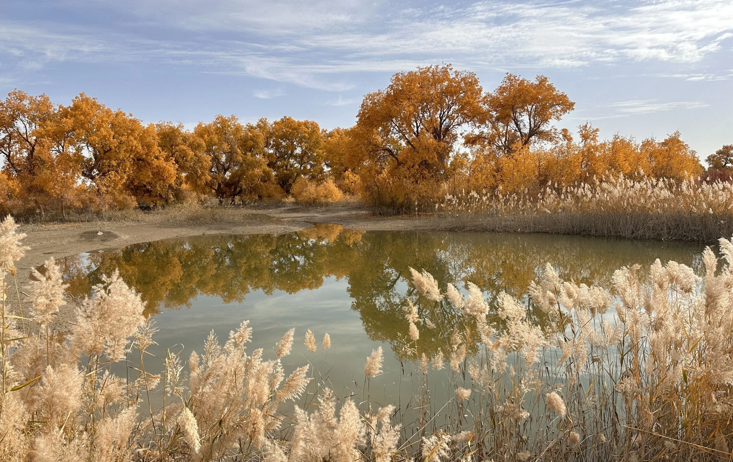 羅布人村寨秋景