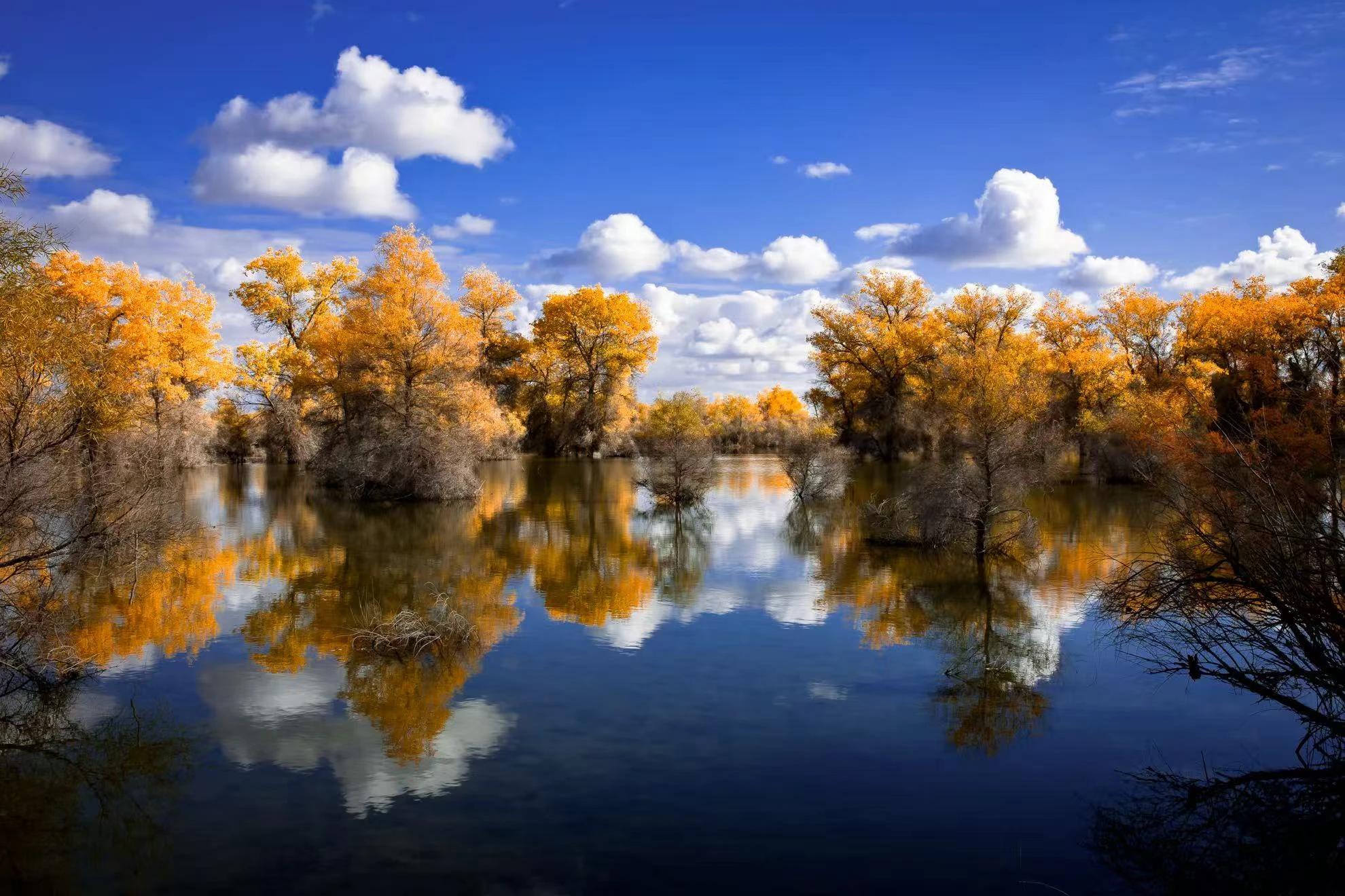 金胡楊國家森林公園秋景