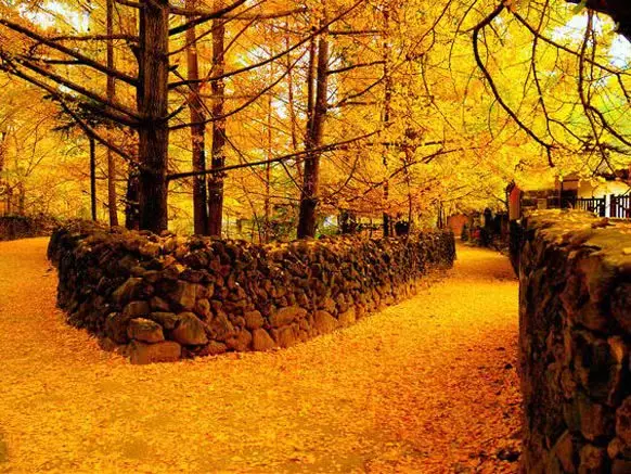 銀杏村