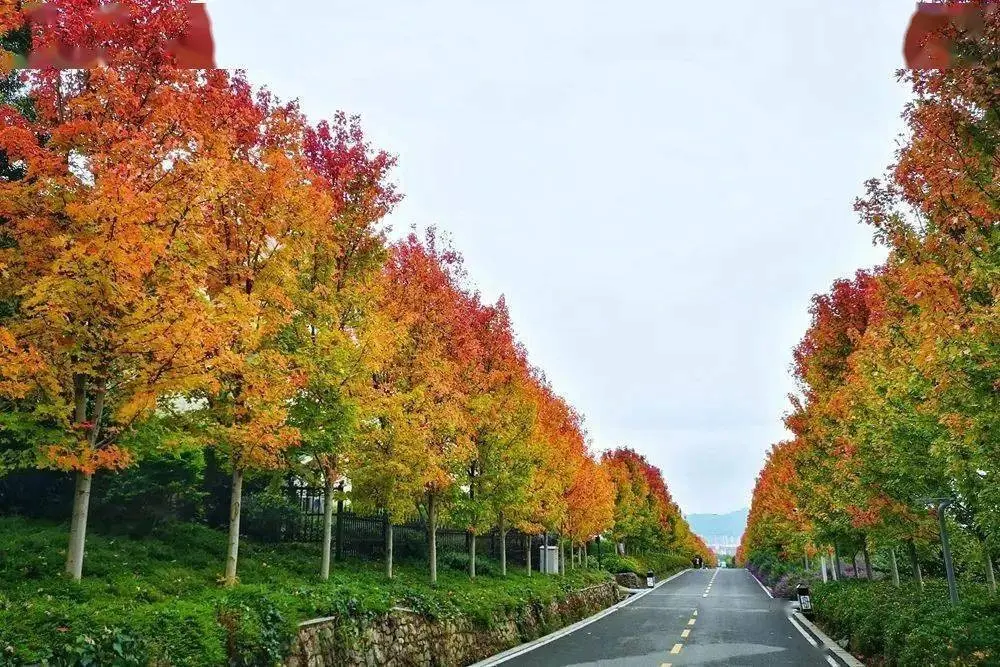 貴州醇景區-紅楓林大道(含★電瓶車)