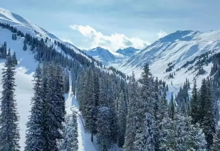 那拉提-盤龍谷森林雪景