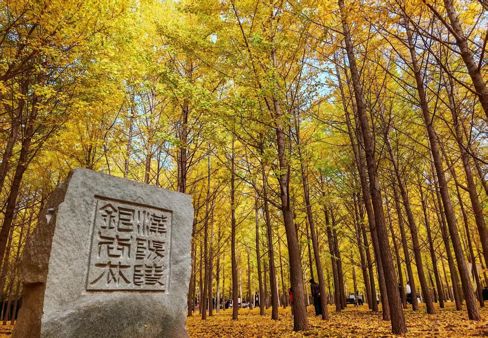 漢陽陵博物館銀杏林
