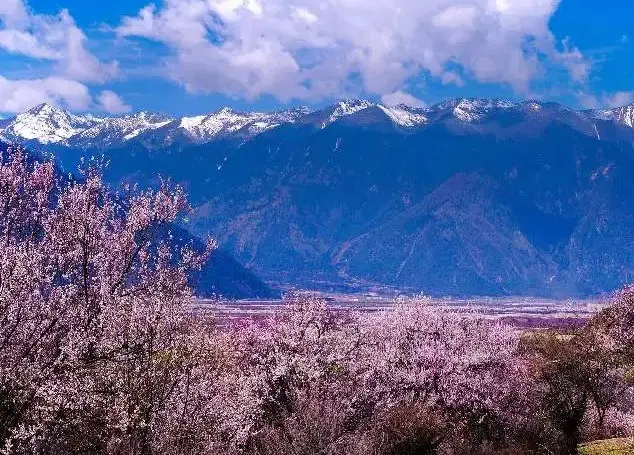 米林彩門村桃花大道(海拔‌2900米‌)