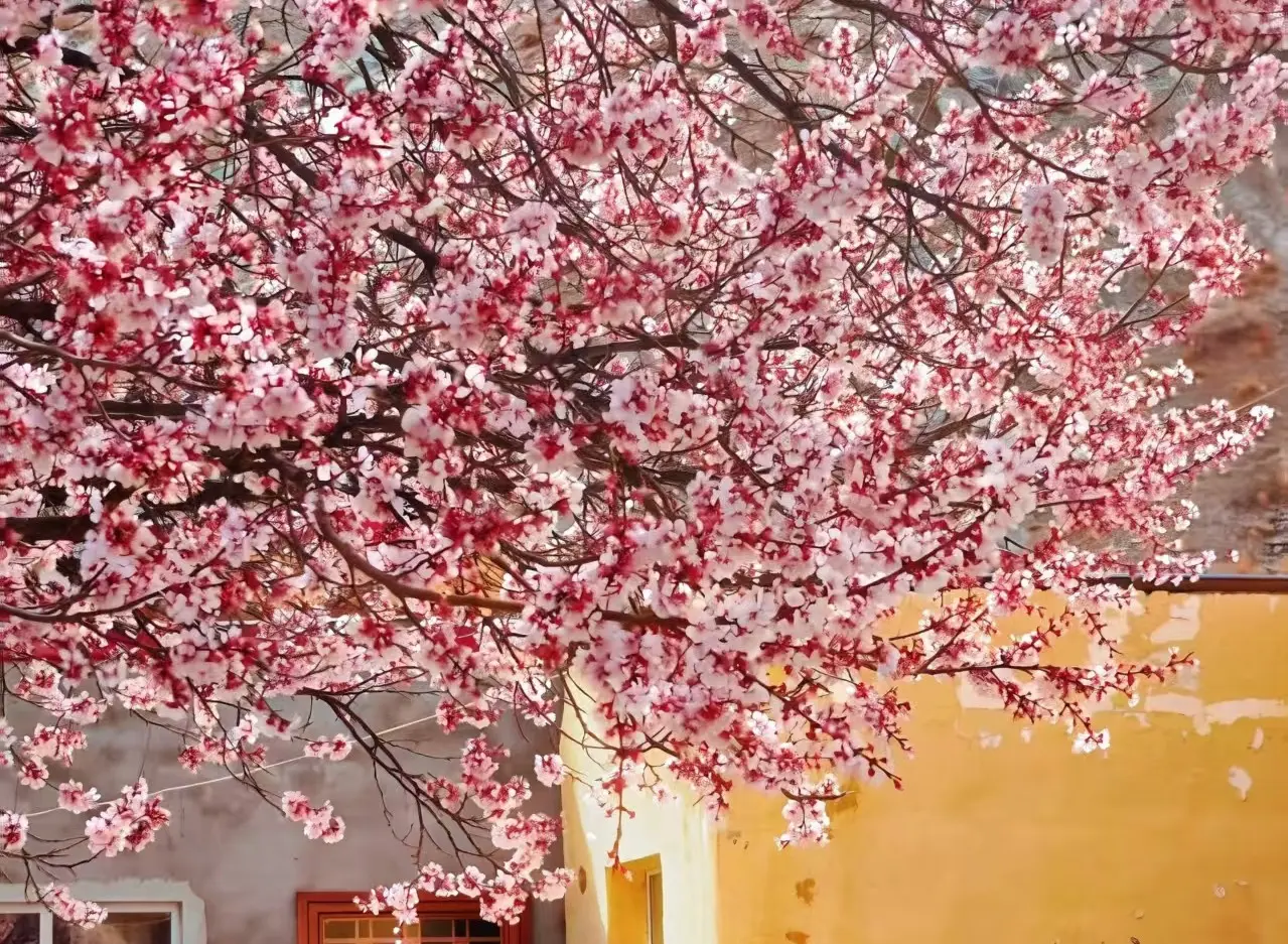庫科西魯克杏花村