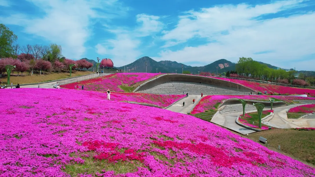 青島世界園藝博覽園~賞芝櫻