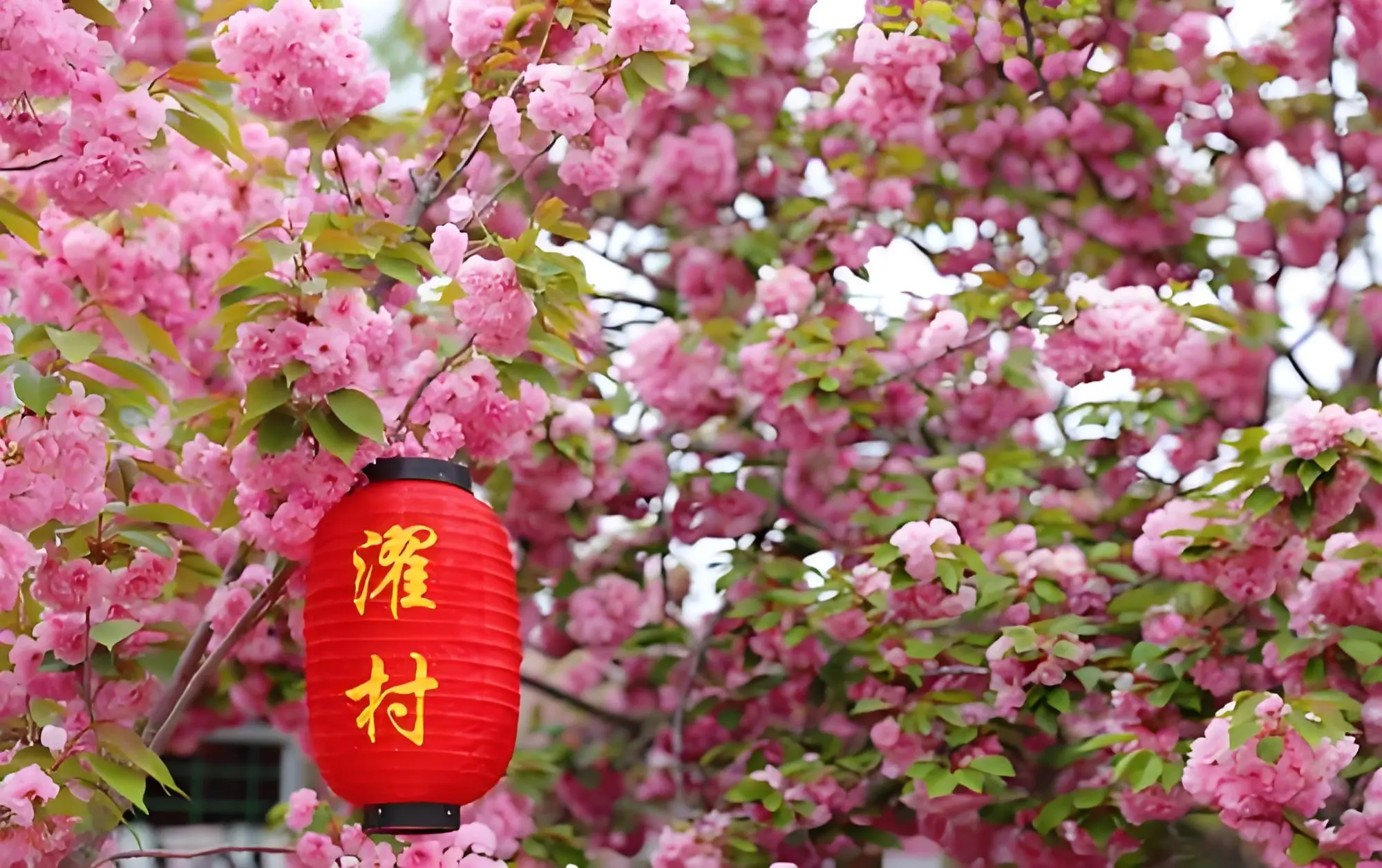 萊陽濯村~賞櫻花