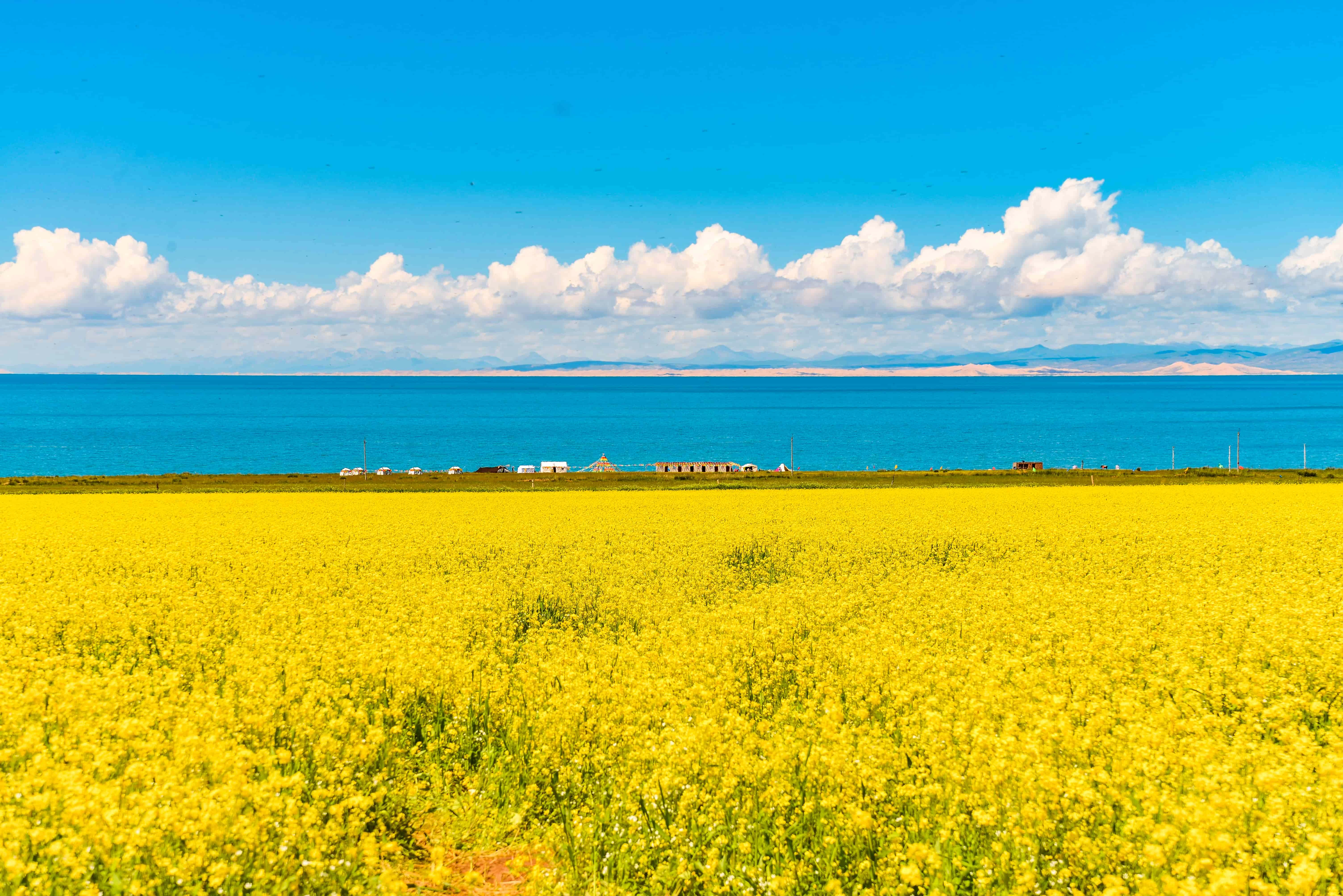 晴友讀中：甘肅.青海大環線~門源油菜花季11日
