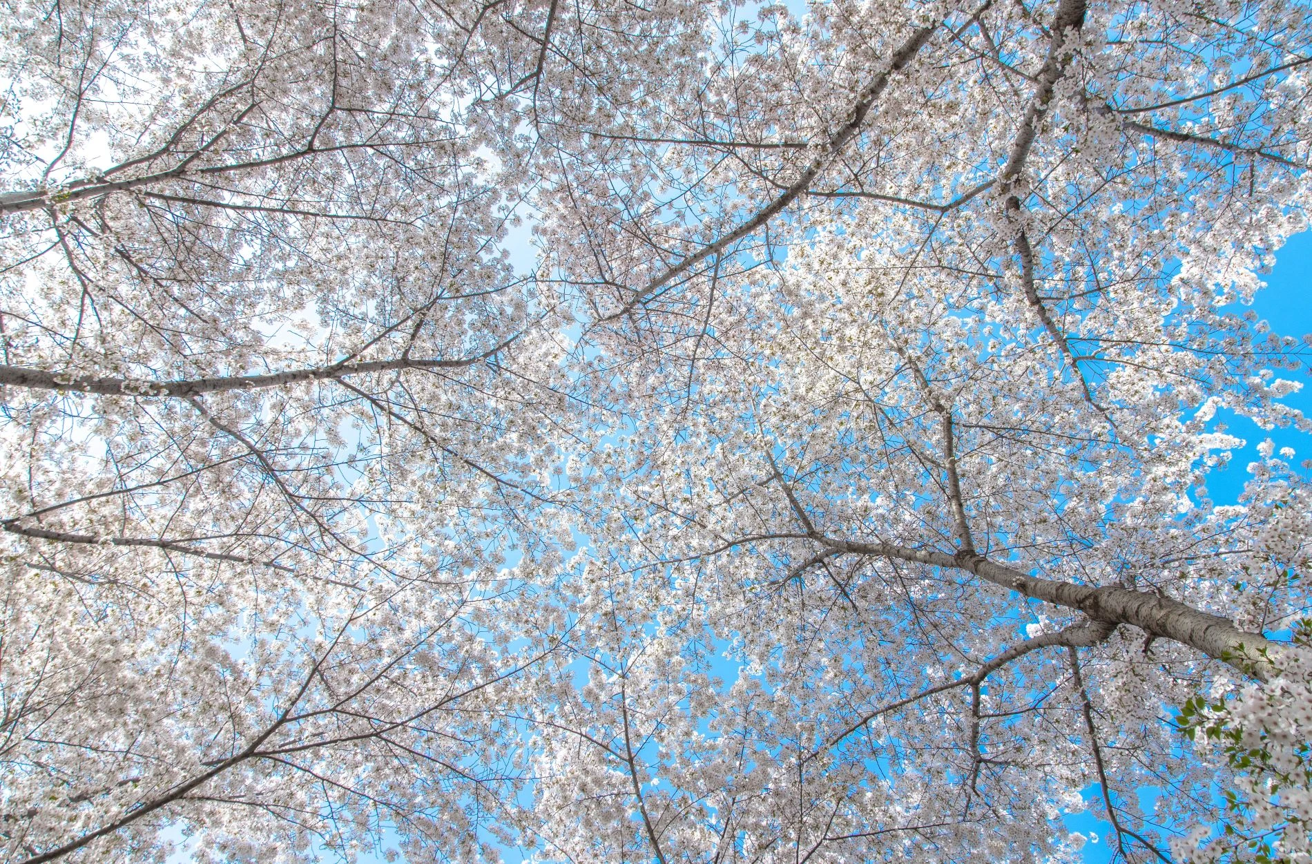 晴友讀中：北京．承德~玉淵潭賞櫻6日