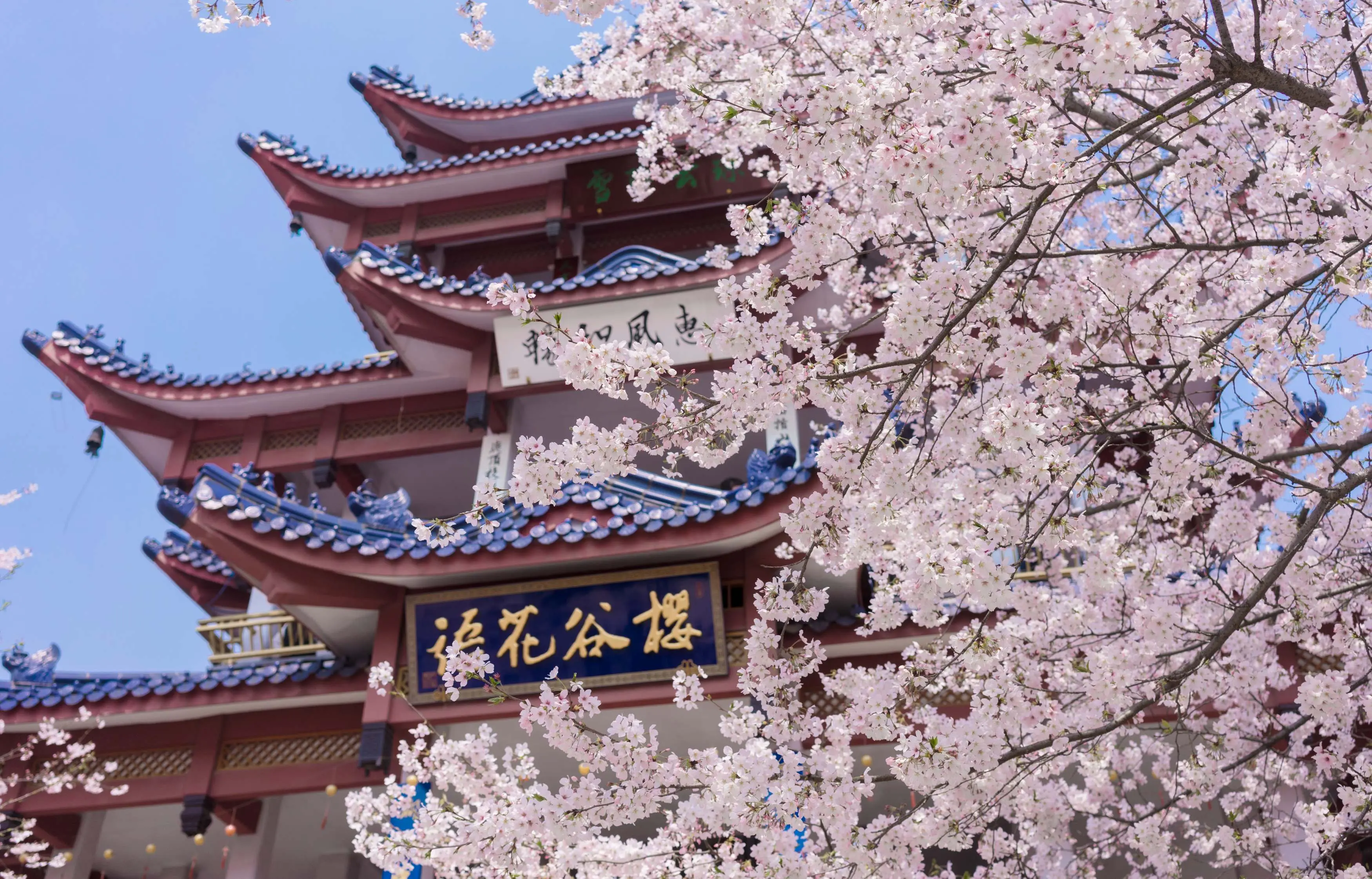 晴友讀中：慢遊江南-櫻花季9日