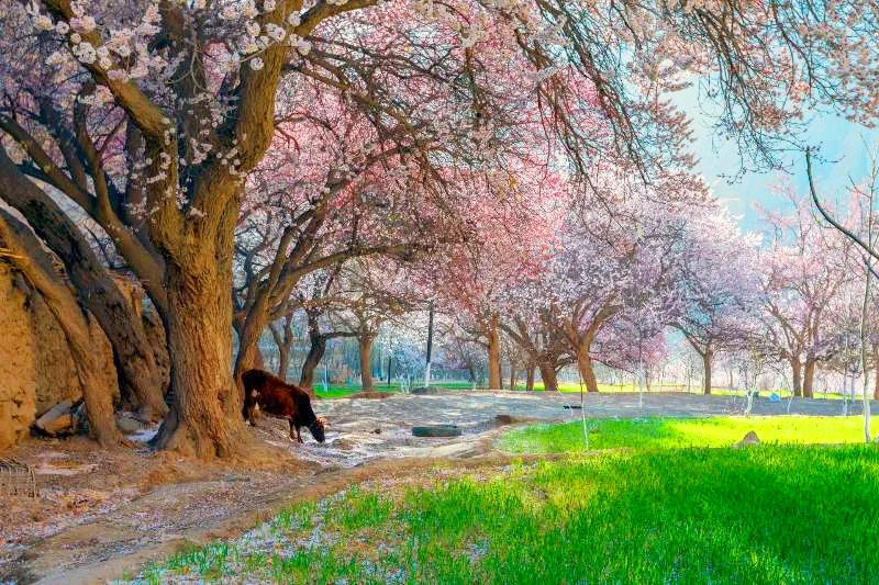 晴友讀中：南疆維吾爾風情~帕米爾高原杏花季13日