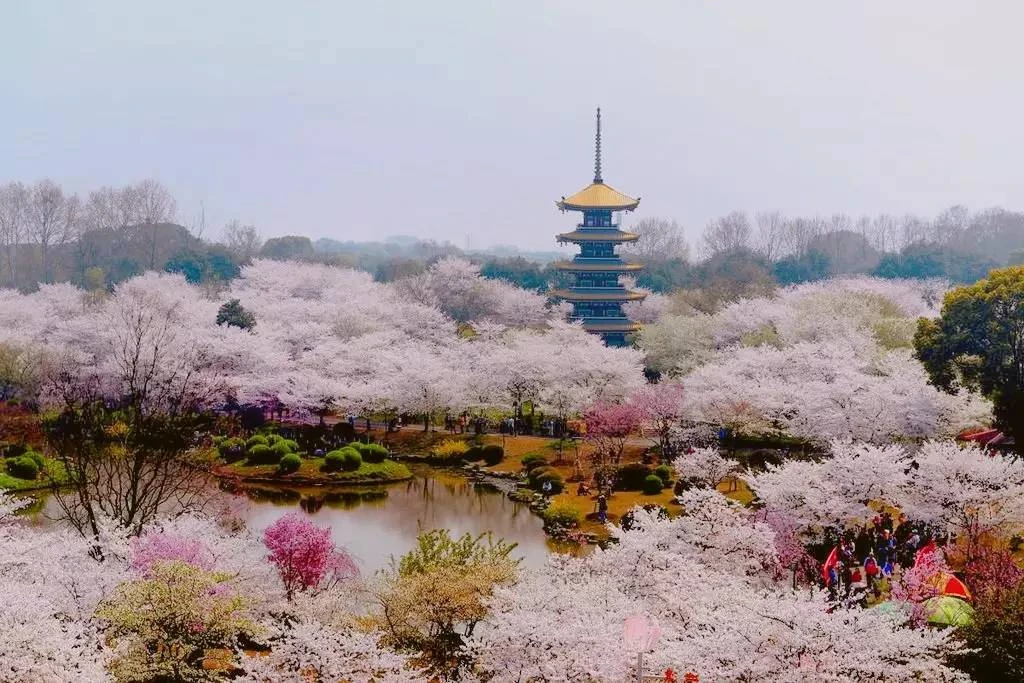 晴友讀中：張家界+九寨溝+世界三大櫻花之都-武漢12日