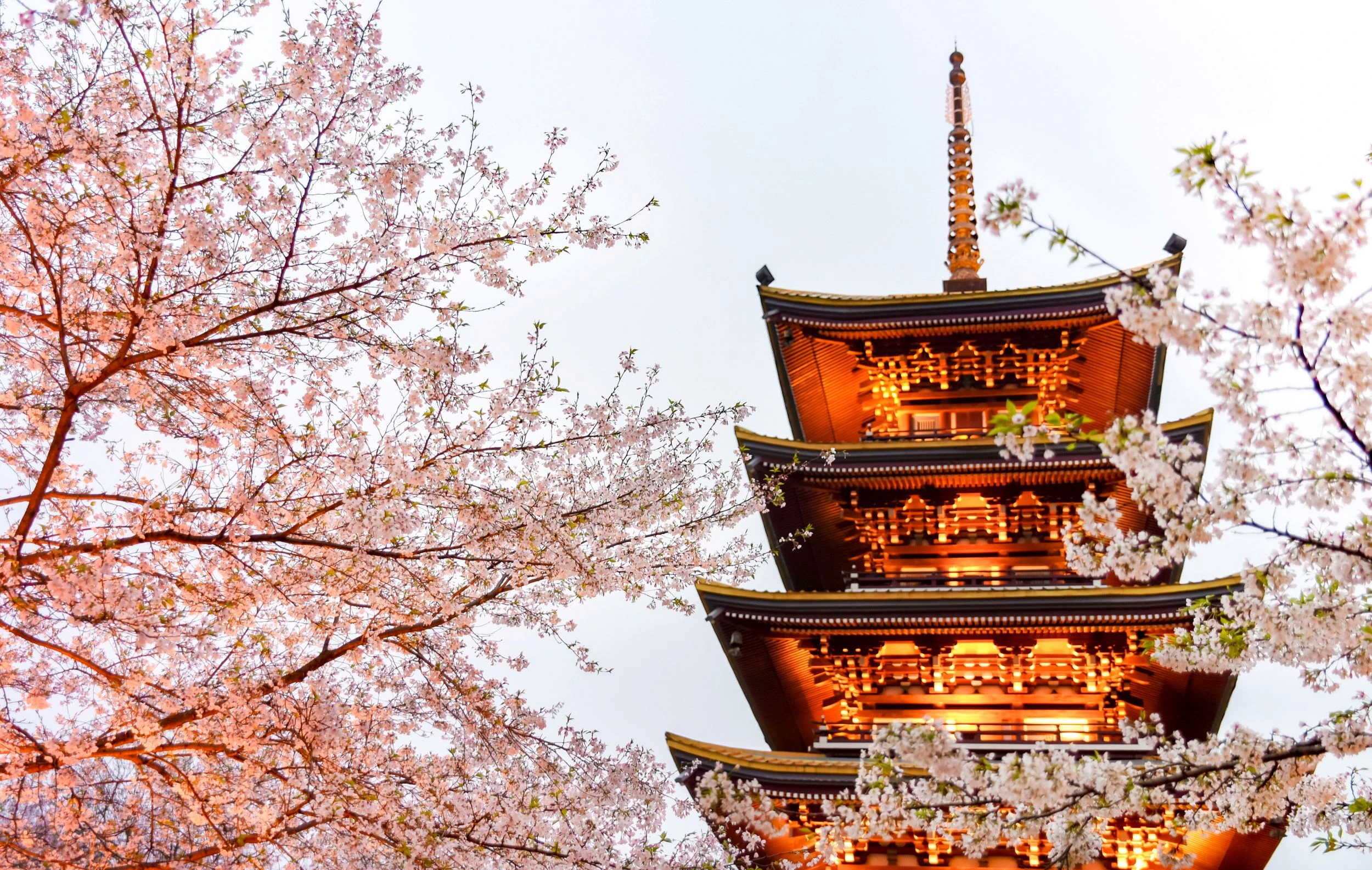 晴友讀中：長江三峽~美維凱旋號-6樓行政套房.世界三大櫻花之都-武漢8日