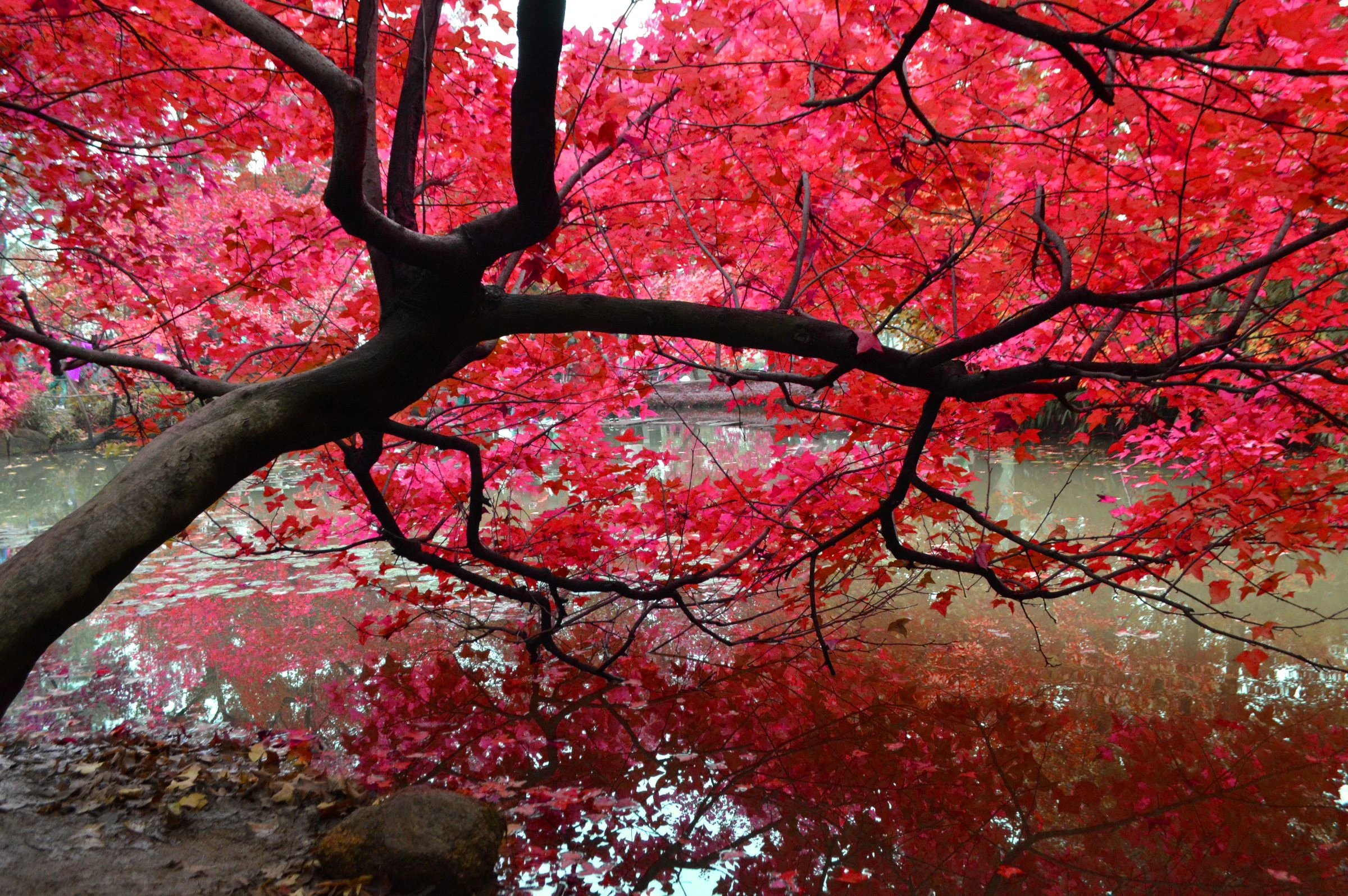 晴友讀中：慢遊江南.外灘華爾道夫~天平山秋色9日