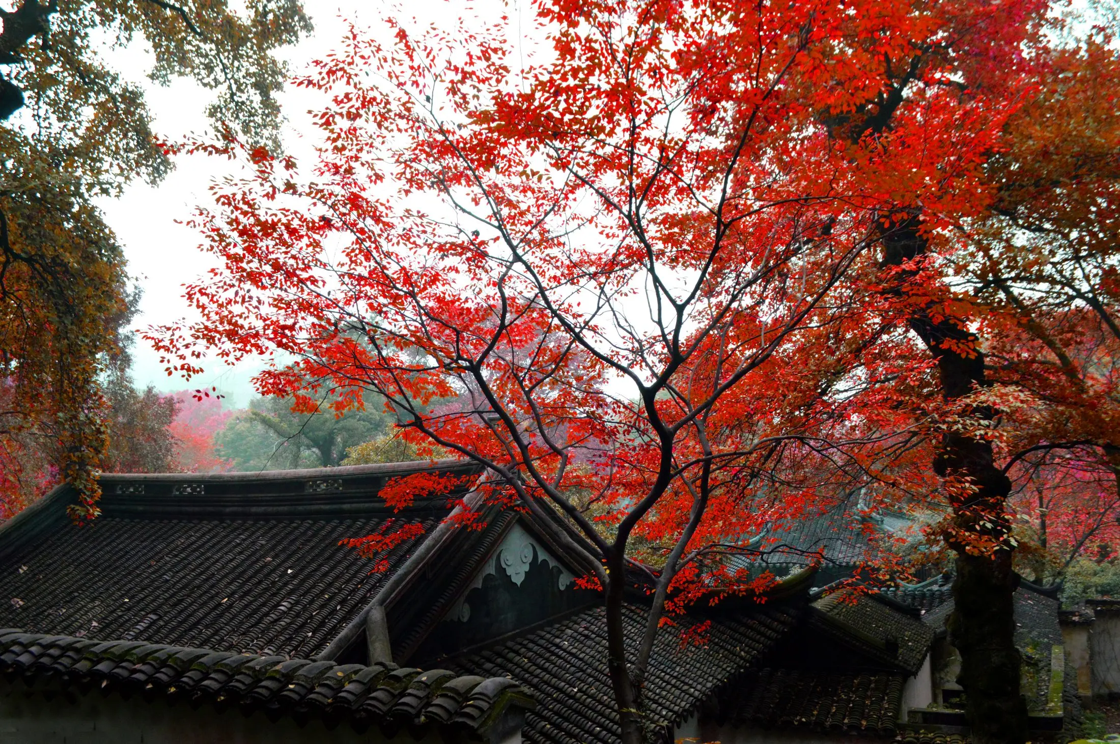 晴友讀中：江南雙水鄉~天平山秋色6日